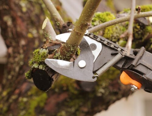 Can you kill an Apple Tree by Over-Pruning?